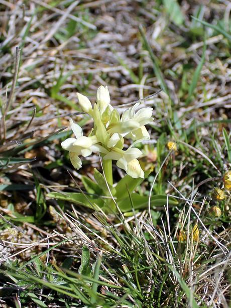 Lacs Pavin et Montcineyre Lacs Pavin et Montcineyre