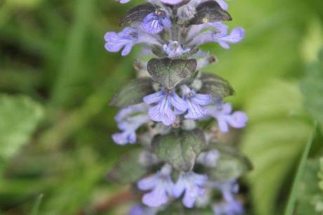 Ajuga reptans 3 ajuga romi 24 avril 2011 044.jpg