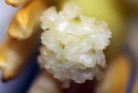 Podophyllum peltatum, la fleur 6 podophyllum stigmate veneux 10 mai 2013 012.jpg