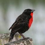 220px-Red-breasted_blackbird
