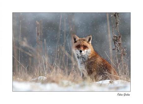 renard neige fabien greban photographe animalier 585x424 [Podcast] Interview de Fabien Gréban : photographe animalier