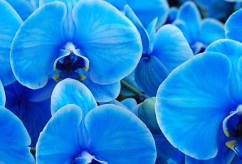 comment avoir une orchidee bleue