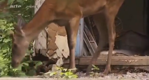 Tchernobyl, la ville redevenue forêt Capture d’écran 2013-05-02 à 11.13.15