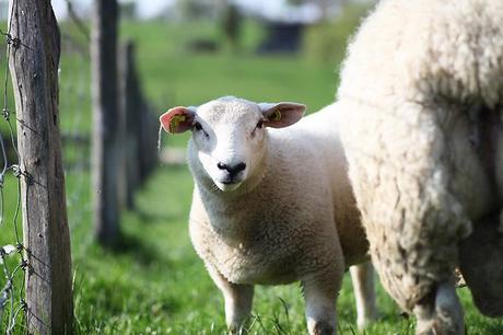 veste métallisée ikks H&M finance kills photo mouton campagne Pink campagne