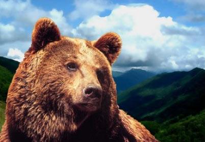 Première pétition franco-espagnole en faveur de l'ours dans les Pyrénées