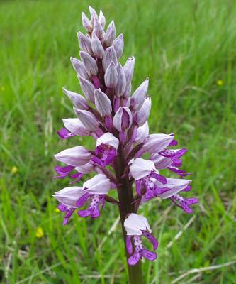 Pelouses du Toulois : Orchidées en début de floraison et à venir