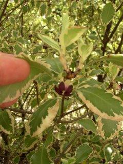 Quizz : quelles sont ces fleurs noires ?