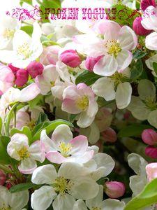 Yaourt glacé aux éclats de nougatine P1000894