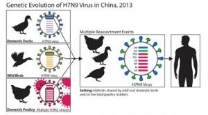 Virus H7N9: Face au risque de mutation, un nouveau type de vaccin en développement – University of Purdue-OMS