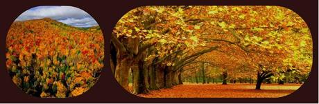 CARAMEL D'ERABLE CARAMEL D'ERABLE