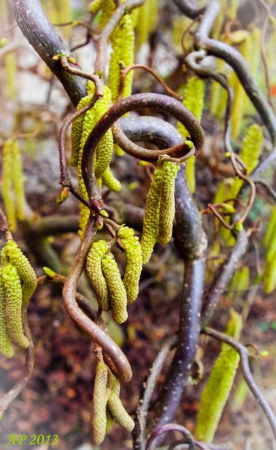 Evolution Chatons II / Catkins II