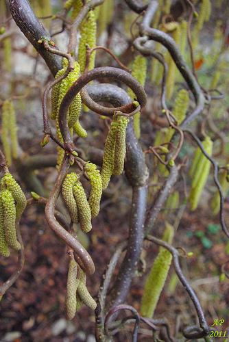 Evolution Chatons / Catkins
