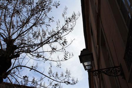 tree-sun-arbre-toulouse Toulouse architecture