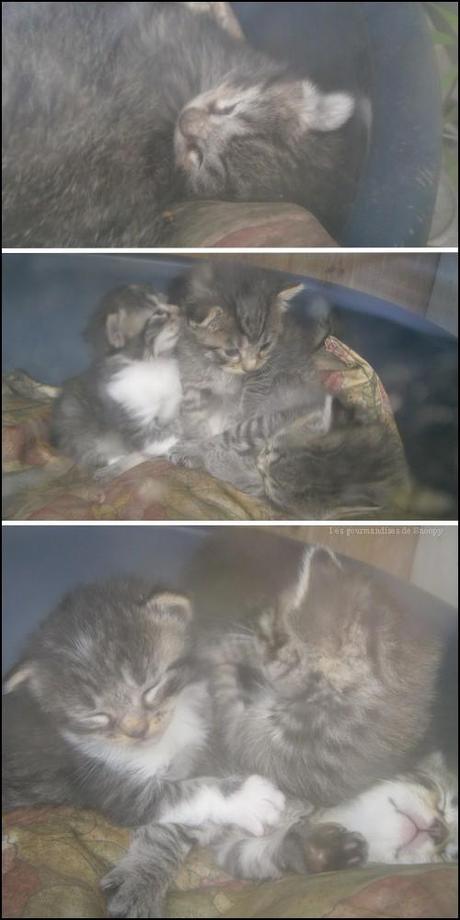 Photos des chatons Chatons.jpg