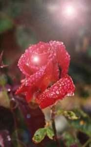 Rose au soleil