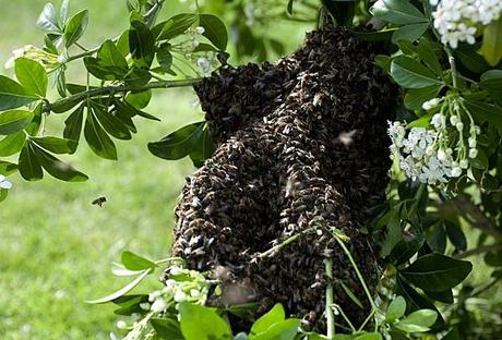 Est-ce un essaim dans mon jardin? essaim8.jpg