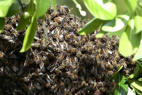 Est-ce un essaim dans mon jardin? essaim2.jpg