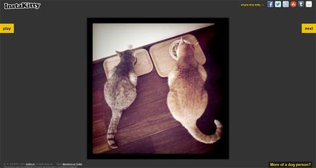 Quand l'effet polaroïd redevient tendance ! instakitty.jpg