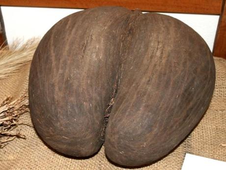 Insolite : La coco-fesses des Seychelles, plus grosse graine du monde ! Coco-fesses - Lodoicea maldivica - alsagarden (2)