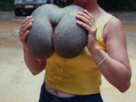 Insolite : La coco-fesses des Seychelles, plus grosse graine du monde ! Coco-fesses - Lodoicea maldivica - alsagarden (1)