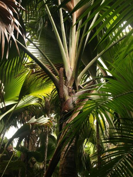 Insolite : La coco-fesses des Seychelles, plus grosse graine du monde ! Coco-fesses - Lodoicea maldivica - alsagarden (4)