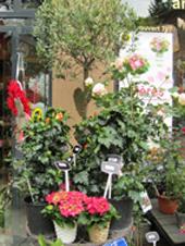 Dîtes-lui Bonne Fête avec des Fleurs ! IMG_1123