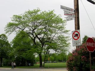 Gary Carter et la rue de mes souvenirs d'adolescence Gary Carter et la rue de mes souvenirs d'adolescence