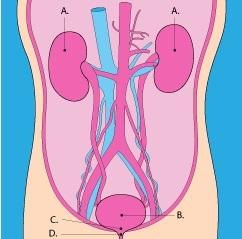 VESSIE HYPERACTIVE: Un besoin urgent? Ce sont les intégrines! – FASEB Journal VESSIE HYPERACTIVE: Un besoin urgent? Ce sont les intégrines! – FASEB Journal
