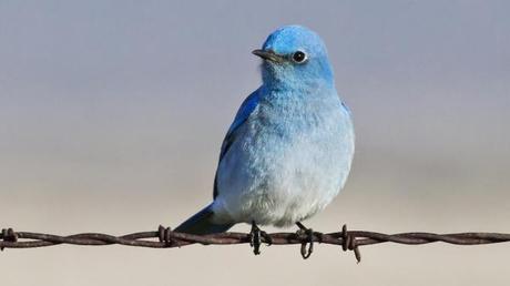 twitter-bird