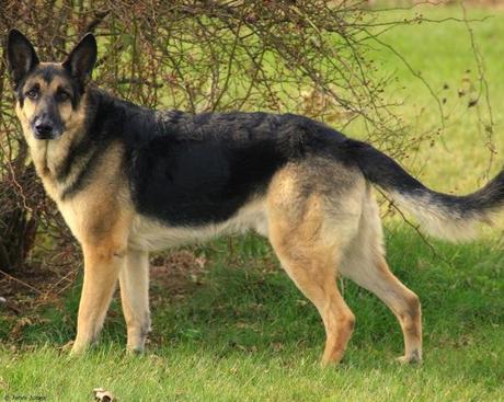 11 FEMMES ARRETEES EN AFRIQUE APRES AVOIR TOURNE UN FILM PORNOGRAPHIQUE ZOOPHILE 11 FEMMES ARRETEES EN AFRIQUE APRES AVOIR TOURNE UN FILM PORNOGRAPHIQUE ZOOPHILE - chien berger allemand