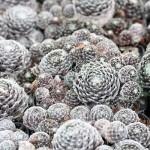 sempervivum 'forrest frost 400