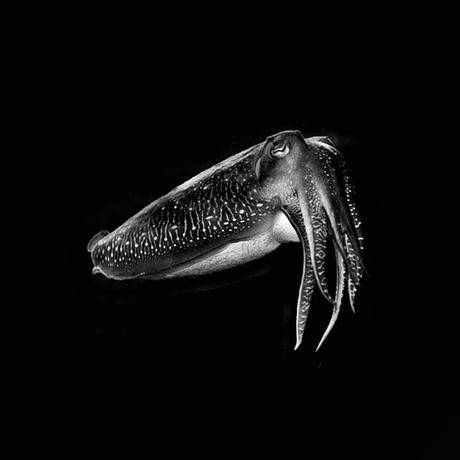 Les fonds marins en noir et blanc de Hengki Koentjoro - Photographie