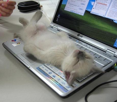 Lolcat ^^ CatAteMouse