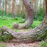 Les Pins Courbés de Gryfino – Pologne Arbres Courbés - Pologne 02