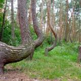 Les Pins Courbés de Gryfino – Pologne Arbres Courbés - Pologne 03