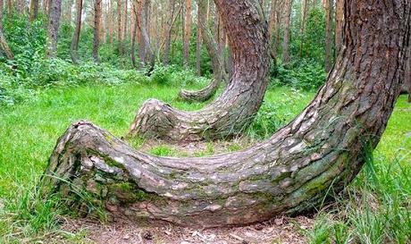 Les Pins Courbés de Gryfino – Pologne Arbres Courbés - Pologne