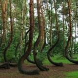 Les Pins Courbés de Gryfino – Pologne Arbres Courbes - Pologne 05