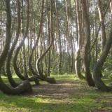 Les Pins Courbés de Gryfino – Pologne Arbres Courbés - Pologne 01