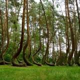 Les Pins Courbés de Gryfino – Pologne Arbres Courbés - Pologne 04