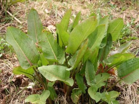Le plaidoyer d’une « mauvaise herbe » ! Pourquoi m’arracher ? mauvaises herbes - alsagarden (2)