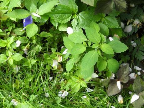 Le plaidoyer d’une « mauvaise herbe » ! Pourquoi m’arracher ? mauvaises herbes - alsagarden (1)