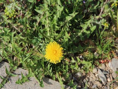 Le plaidoyer d’une « mauvaise herbe » ! Pourquoi m’arracher ? mauvaises herbes - alsagarden (4)