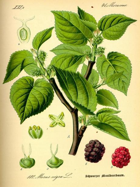Le mûrier noir, du semis à la confiture en passant par la culture ! Mûrier noir - Morus nigra - Alsagarden (4)
