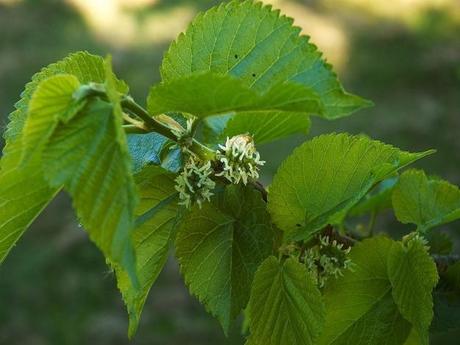 Le mûrier noir, du semis à la confiture en passant par la culture ! Mûrier noir - Morus nigra - Alsagarden (1)