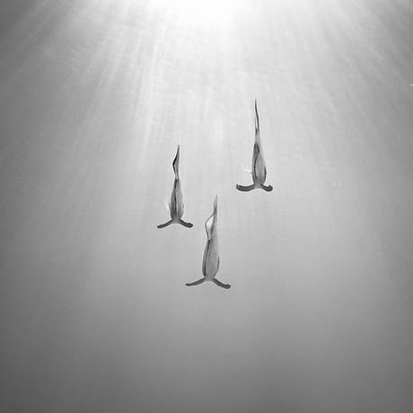Photographies : Les incroyables photos sous-marine de Hengki Koentioro 2