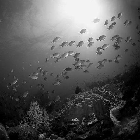 Photographies : Les incroyables photos sous-marine de Hengki Koentioro 6