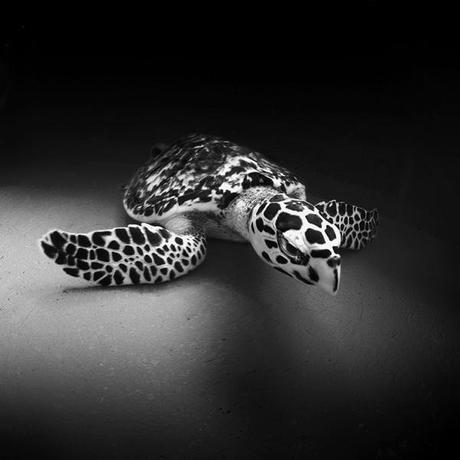 Photographies : Les incroyables photos sous-marine de Hengki Koentioro 1
