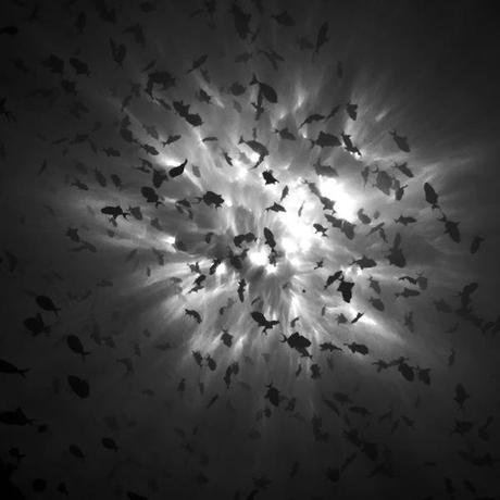Photographies : Les incroyables photos sous-marine de Hengki Koentioro noir-blanc-sous-eau-01