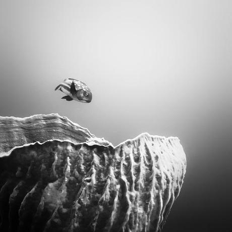 Photographies : Les incroyables photos sous-marine de Hengki Koentioro 7