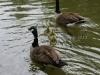 DSC00556 DSC00556